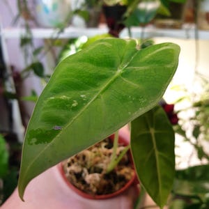 Baby Alocasia Frydek variegata ~ Plant Collection ~ Rare plant ~ Baby plant ~ Starter plant ~ Alocasia plant