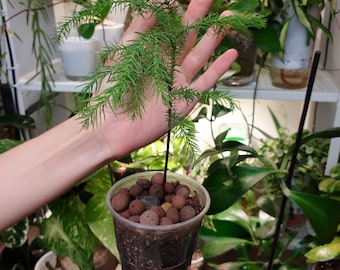 Araucaria bebé ~ Colección de plantas ~ Árbol bebé ~ Planta de inicio ~ Pino bebé