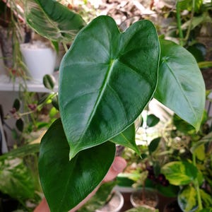 Baby Alocasia Micholitziana - Frydek ~ Home Plant Collection ~ Garden and Pot ~ Baby plant ~ Starter plant ~ Alocasia plant