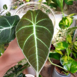 Baby Alocasia Black Velvet ~ Home Plant Collection ~ Garden and Pot ~ Baby plant ~ Starter plant ~ Alocasia plant