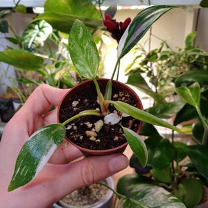 Baby Philodendron weisse Prinzessin ~ Pflanzensammlung ~ Seltene Pflanze ~ Baby Pflanze ~ Anfang Pflanze ~ Philodendron Pflanze