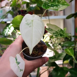 Baby Alocasia Frydek variegata ~ Plant Collection ~ Rare plant ~ Baby plant ~ Starter plant ~ Alocasia plant
