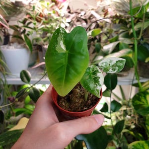 Baby Alocasia Frydek variegata ~ Home Gardening ~ Garden and Pot ~ Baby plant ~ Starter plant ~ Aroids