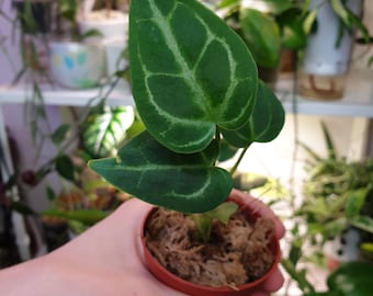 Anthurium crystallinum bebé ~ Colección de plantas para el hogar ~ Jardín y maceta ~ Planta bebé ~ Planta de inicio ~ Planta de anturio