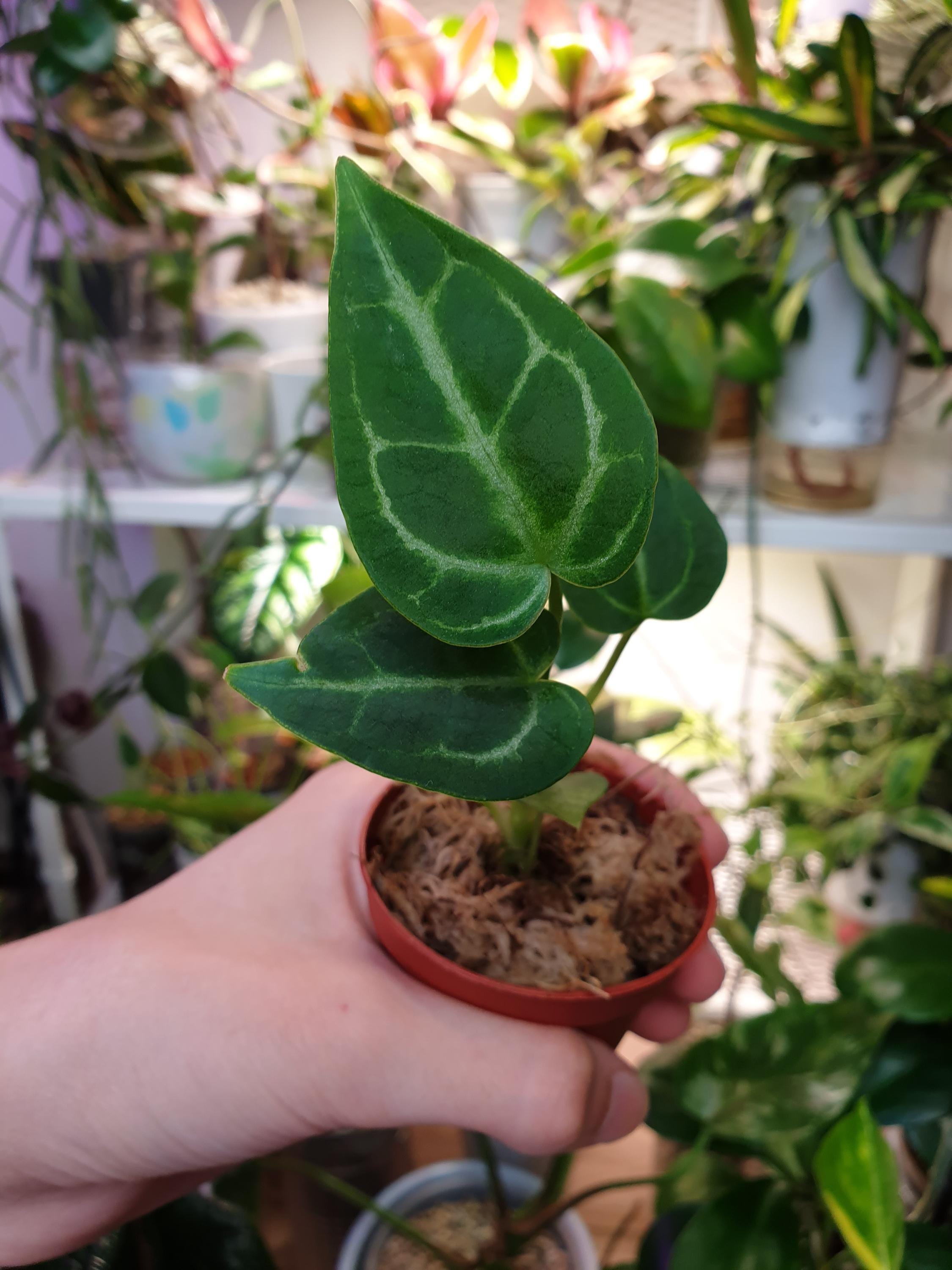 Baby Anthurium Crystallinum ~ Home Plant Collection ~ Garden and Pot ~ Baby  Plant ~ Starter Plant ~ Anthurium Plant - Etsy Israel
