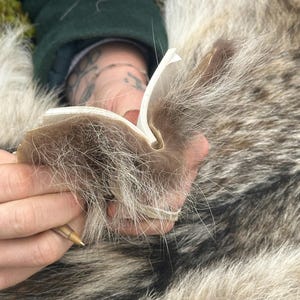 Peut inclure: Une personne tient une feuille de papier blanche et relève la fourrure d'un animal brun clair et gris pour révéler la peau en dessous.