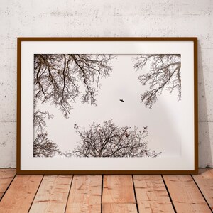Path to Freedom - Fine art nature photography - Printable wall art - Eagle Flying over the trees