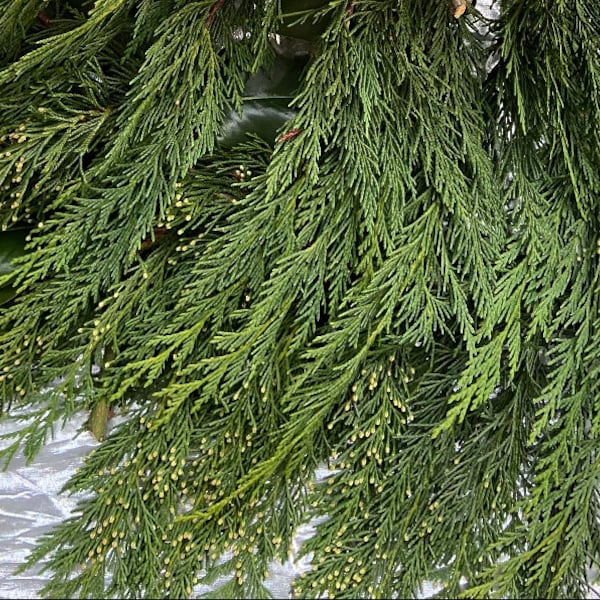 Fresh Cedar Bunches