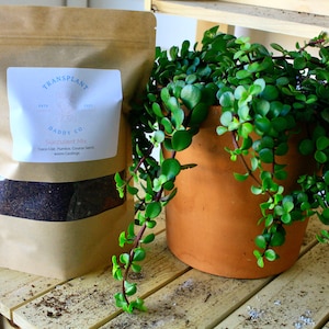 Suckulent jordblandning