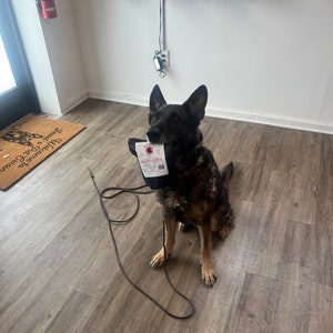 Puede incluir: Un perro pastor alem&aacute;n negro y marr&oacute;n sentado en un suelo de madera, sosteniendo una bolsa negra con una etiqueta blanca que dice "The Doggy Donut Co."