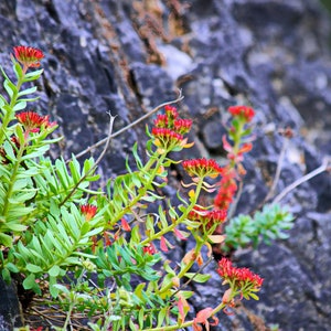 Rhodiola Pflanze wächst auf Felsen in Alaska