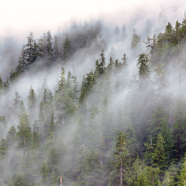 Fog and Trees on Mountainside, hi def foggy landscape, morning Alaska fog, trees shrouded in fog