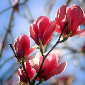 Blooming Pink Magnolia Tree South Carolina, vivid flower photo, spring season, sun-illuminated, glow effect