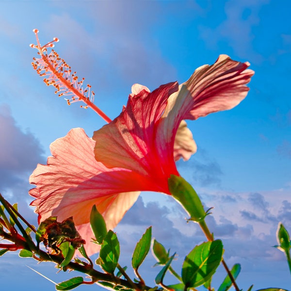 Durchscheinendes, sonnenbeschienenes Hibiskus-Foto, Hi-Def-Orange-Hibiskus-Foto