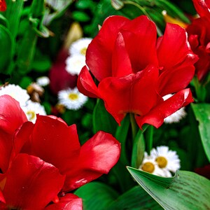 Red tulips print, Red botanical art, Red tulips in spring