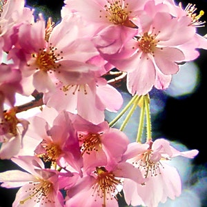 Pink flowering rhododendron, Hi-def floral print, Pink rhododendron in bloom