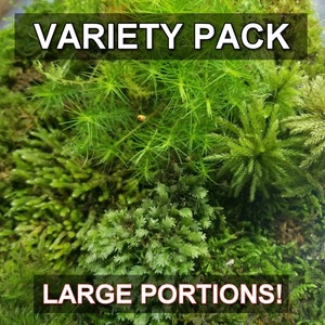 Live Moss Sampler Pack 5 Varieties for Terrarium Vivarium Moss Garden 