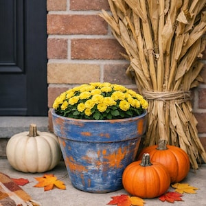 May include: A round blue and orange distressed ceramic planter filled with bright yellow chrysanthemums. The planter is surrounded by one white pumpkin, two orange pumpkins, dried corn stalks tied with twine, and scattered orange and red maple leaves.