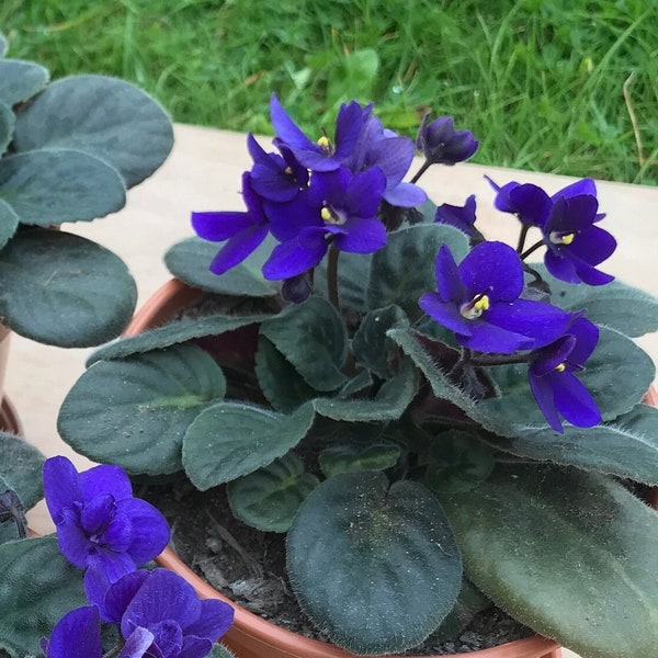 African Violet Leaf