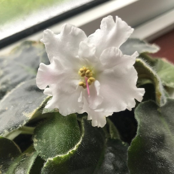 White WaterColour African Violet