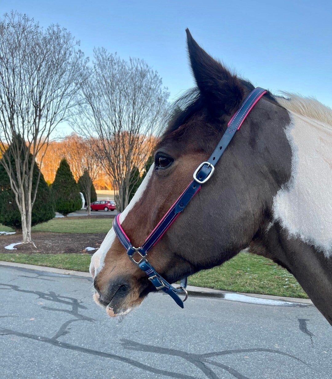 Grooming Halter Fully Custom Leather Grooming Halter, Full Grain Leather With Lambskin Padding