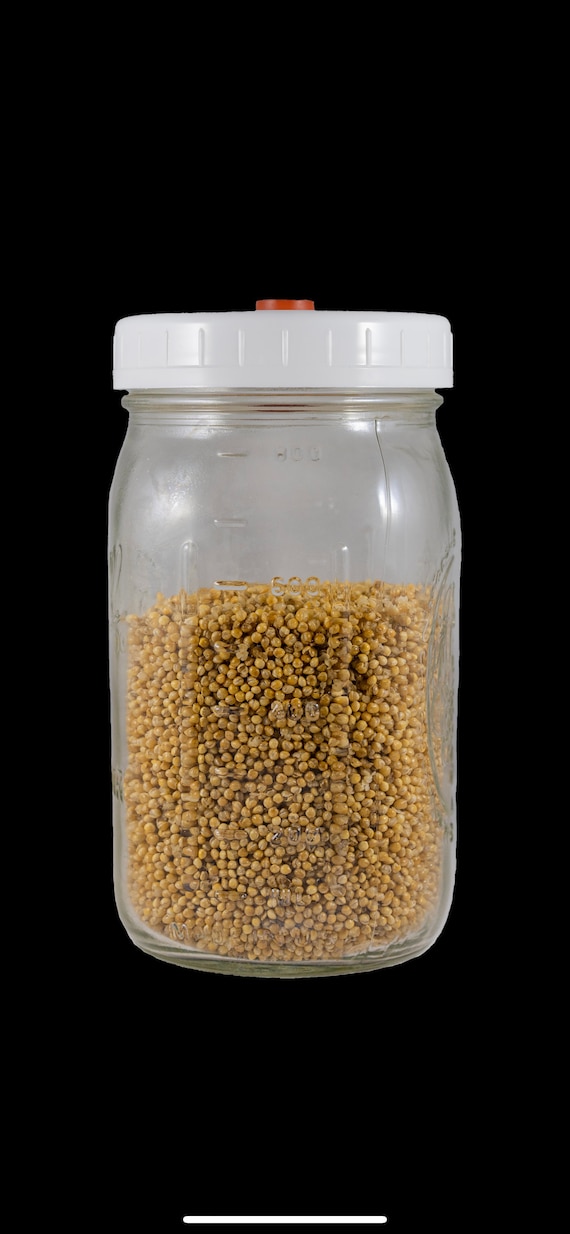 Millet and Oat Grain Spawn Jars with autoclavable lids Etsy