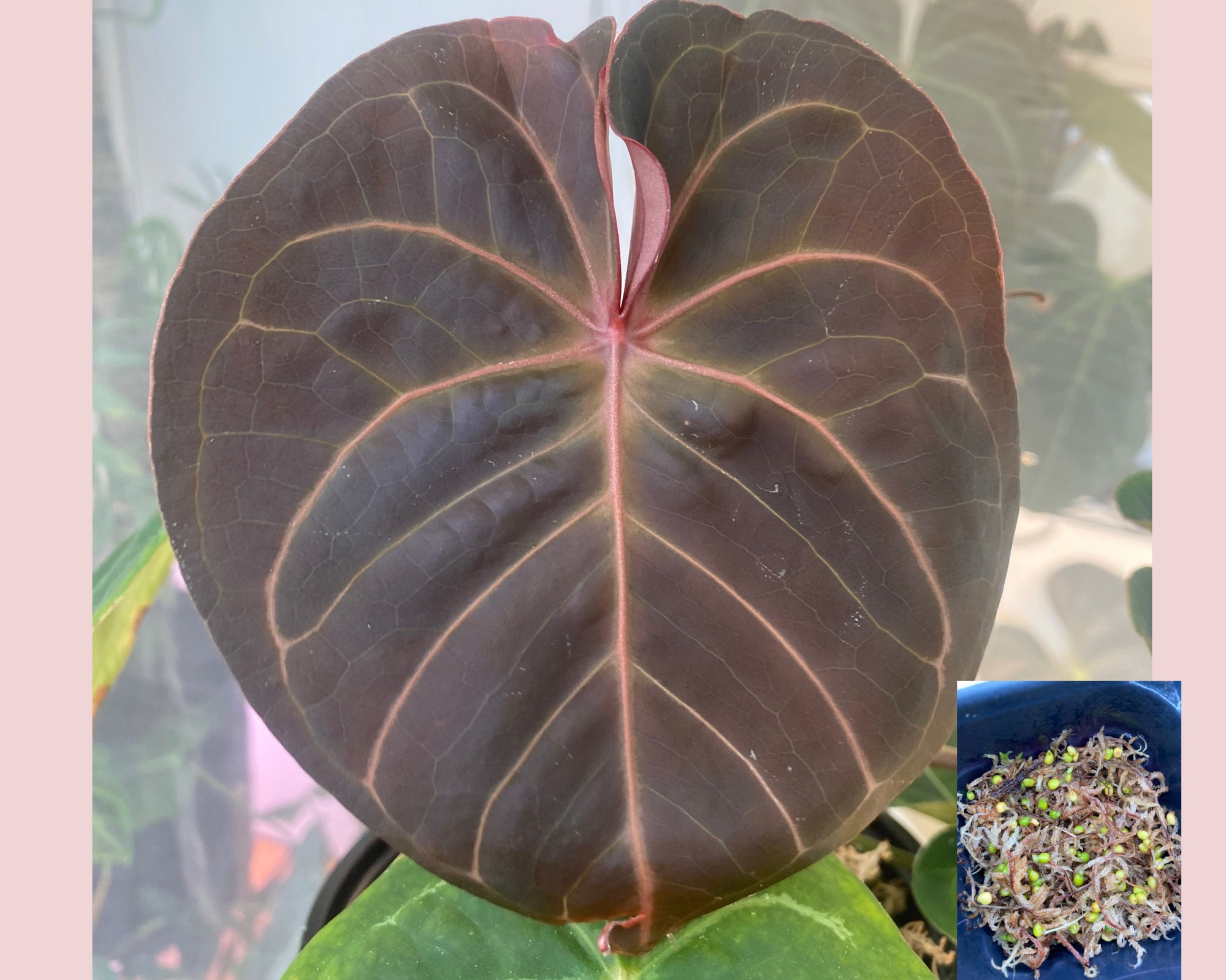 alocasia zebrina reticulata variegata Alocasia zebrina Reticulata