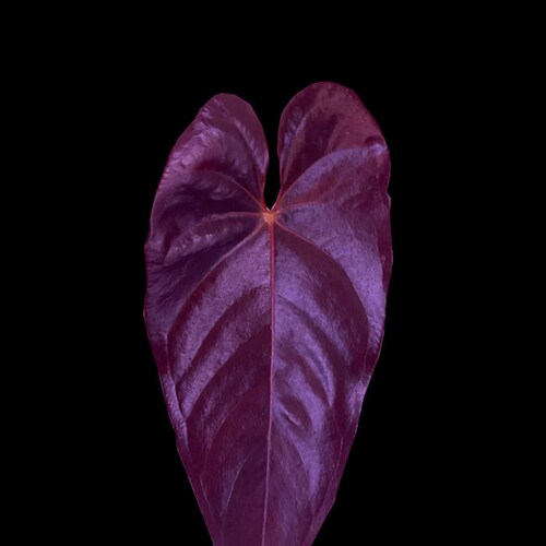 Anthurium Raven's Heart Seedling - Etsy Canada