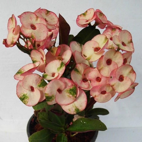 Crown of Thorns Etsy