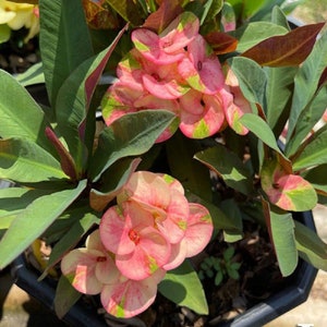 1 &quot;Prince Diamond&quot; Crown Of Thorns Plant Euphorbia Milii Starter Plants Rooted Perennial Flower Flowers Succulent Cactus Thai House Plant