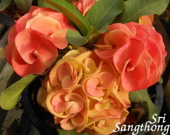 1 &quot;Sri Sangthong&quot; Crown Of Thorns Plant Euphorbia Milii Starter Plants Well Rooted Tropical Perennial Flower Flowers Cactus Thai House Plant