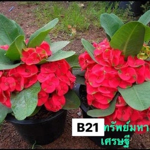 1 Bright Red Crown Of Thorns Plant Euphorbia Milii Starter Plants Well Rooted Tropical Perennial Flower Flowers Succulent House Plant Thai