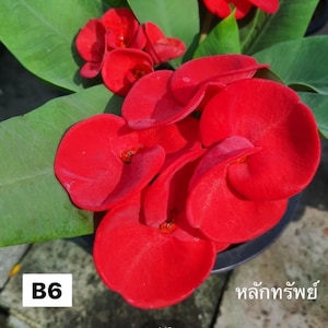 1 Red Crown Of Thorns Plant Euphorbia Milii Starter Plants Well Rooted Tropical Perennial Flower Flowers Succulent House Plant Thai Cactus