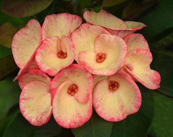 1 &quot;Sunrise Candle&quot; Crown Of Thorns Plant Euphorbia Milii Starter Plants Well Rooted Tropical Perennial Flower Flowers Cactus House Plant