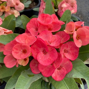 1 &quot;Duang Som Wang&quot; Crown Of Thorns Plant Euphorbia Milii Starter Plants Well Rooted Tropical Perennial Flower Flowers Cactus House Plant