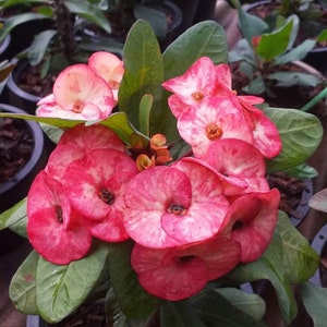 1 &quot;Rising Sun&quot; Crown Of Thorns Plant Euphorbia Milii Starter Plants Well Rooted Tropical Perennial Flower Flowers Succulent Cactus Thai