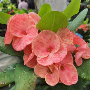 1 &quot;Beauty Queen&quot; Crown Of Thorns Plant Euphorbia Milii Starter Plants Well Rooted Tropical Perennial Flower Flowers Cactus House Plant