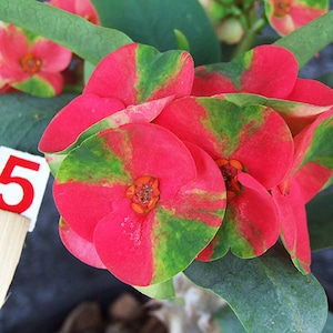 1 &quot;Red Harley&quot; Crown Of Thorns Plant Euphorbia Milii Starter Plants Well Rooted Tropical Perennial Flower Flowers Cactus Thai House Plant