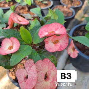 1 Light Pink White Crown Of Thorns Plant Euphorbia Milii Starter Plants Well Rooted Tropical Perennial Flower Flowers Succulent House Plant