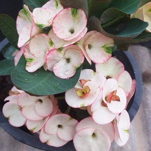 1 &quot;Pinky Snow&quot; Crown Of Thorns Plant Euphorbia Milii Starter Plants Well Rooted Tropical Perennial Flower Flowers Succulent Cactus Thai