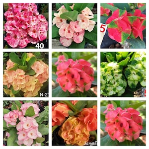 3 mystery Crown Of Thorns Plant Euphorbia Milii Starter Plants Well Rooted Perennial Flower Flowers Succulent Cactus Thai House Plant