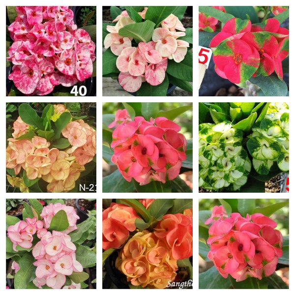2 mystery Crown Of Thorns Plant Euphorbia Milii Starter Plants Well Rooted Perennial Flower Flowers Succulent Cactus Thai House Plant