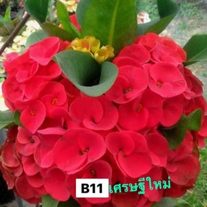 1 Bright Red Crown Of Thorns Plant Euphorbia Milii Starter Plants Well Rooted Tropical Perennial Flower Flowers Succulent House Plant
