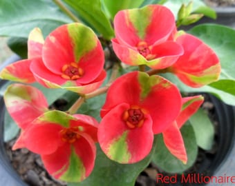 1 &quot;Red Millionaire&quot; Crown Of Thorns Plant Euphorbia Milii Starter Plants Well Rooted Tropical Perennial Flower Flowers Cactus House Plant