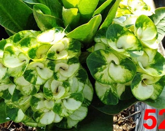 1 &quot;Snow Green&quot; Crown Of Thorns Plant Euphorbia Milii Starter Plants Well Rooted Perennial Flower Flowers Succulent Cactus Thai House Plant