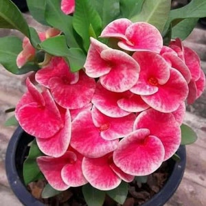 1 &quot;Queen of Luck&quot; Crown Of Thorns Plant Euphorbia Milii Starter Plants Well Rooted Tropical Perennial Flower Flowers Cactus Thai House Plant