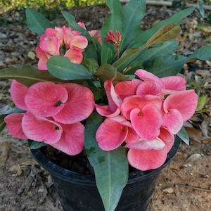 1 &quot;Siam Zolo&quot; Crown Of Thorns Plant Euphorbia Milii Starter Plants Well Rooted Tropical Perennial Flower Flowers Cactus Thai House Plant
