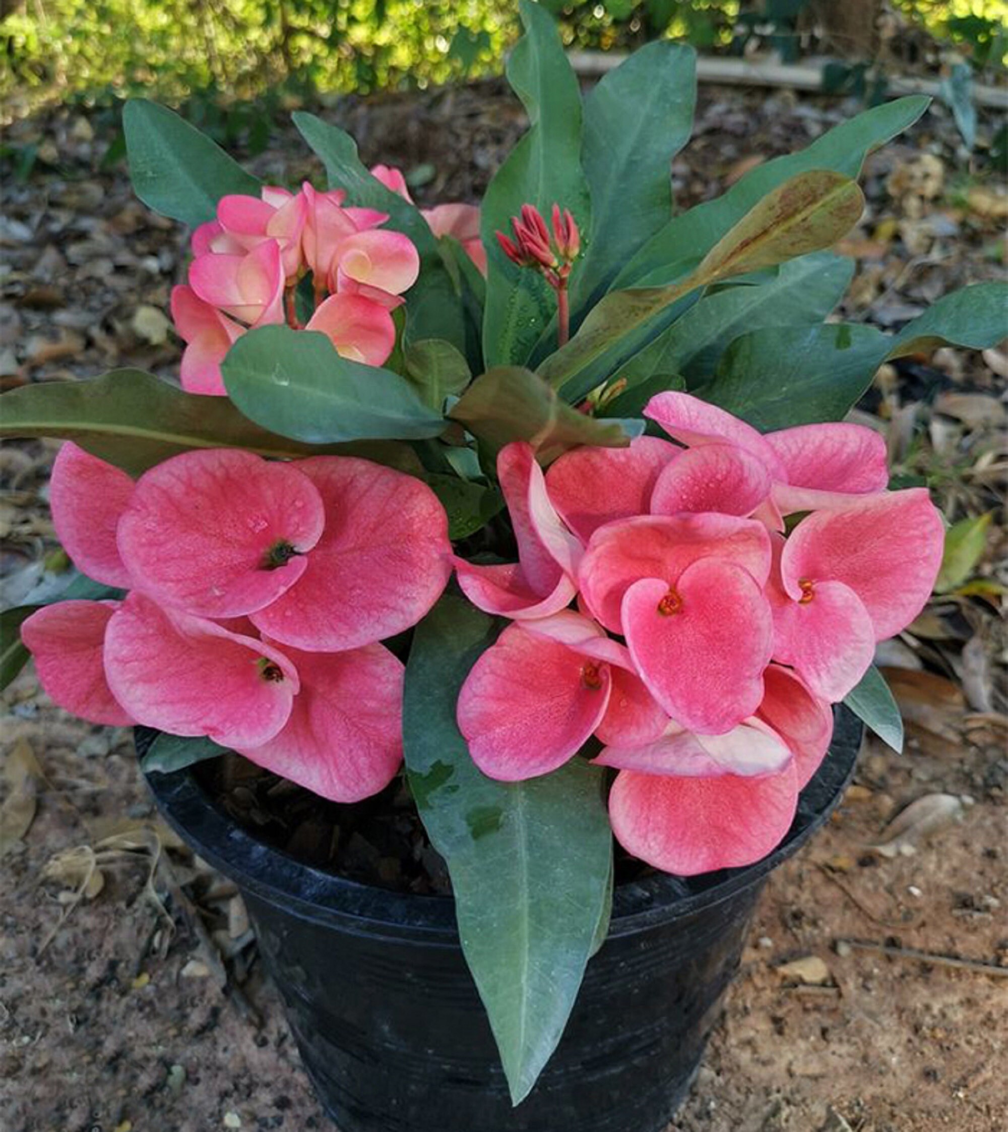 1 "Siam Zolo" Crown Of Thorns Plant Euphorbia Milii Starter Plants Well Rooted Tropical Perennial Flower Flowers Cactus Thai House Plant