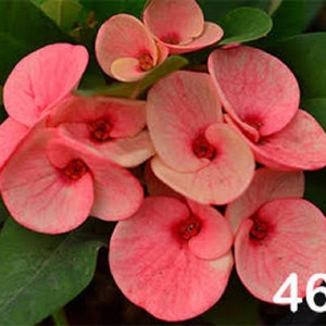 1 &quot;Pink Star&quot; Crown Of Thorns Plant Euphorbia Milii Starter Plants Well Rooted Perennial Flower Flowers Succulent Cactus Thai House Plant