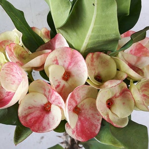 1 &quot;Natasha&quot; Crown Of Thorns Plant Euphorbia Milii Starter Plants Well Rooted Tropical Perennial Flower Flowers Succulent Cactus Thai